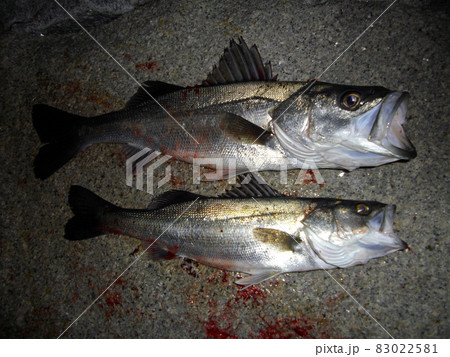 シーバス釣れたよ！ 83022581