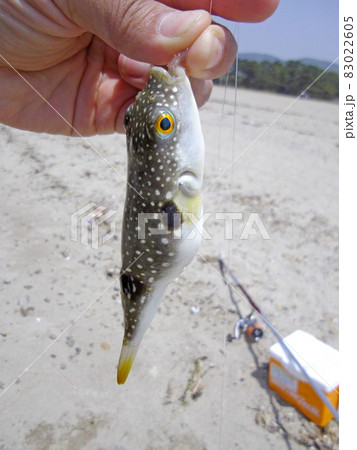 エサ盗り軍団、クサフグ釣れた! エサ盗り軍団、クサフグ釣れた! 83022605