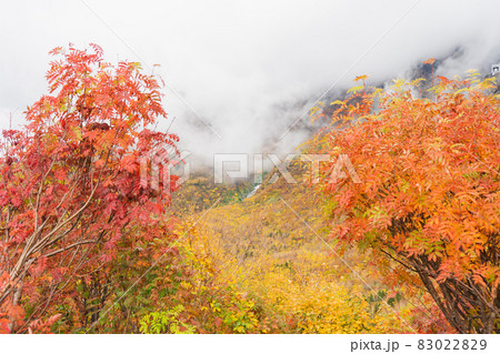 カラフルな秋の紅葉(赤・黄・オレンジ)秋の立山黒部アルペンルート 黒部平の紅葉 カラフルな秋の紅葉(赤・黄・オレンジ)秋の立山黒部アルペンルート 黒部平の紅葉 83022829