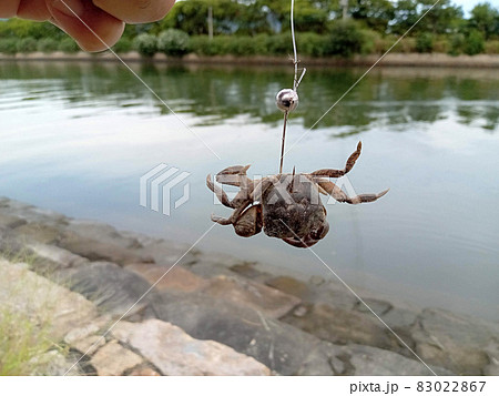 このカニジグヘッドでクロダイを狙うぞ このカニジグヘッドでクロダイを狙うぞ 83022867