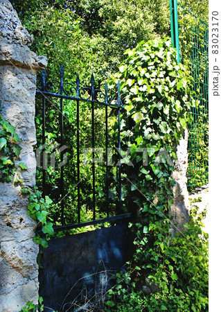Aged metal gate with green overgrown vines around blocking the entrance 83023170