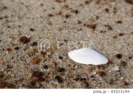 Small white sea shell half lying on sand macroの写真素材 [83023194] - PIXTA
