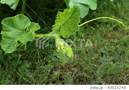 Fresh green squash vine on grass background Fresh green squash vine on grass background 83023240