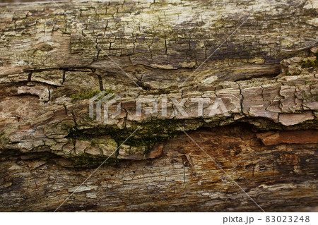 Dark brown tree bark wih green moss 83023248