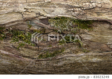 Dark brown tree bark wih green moss 83023249