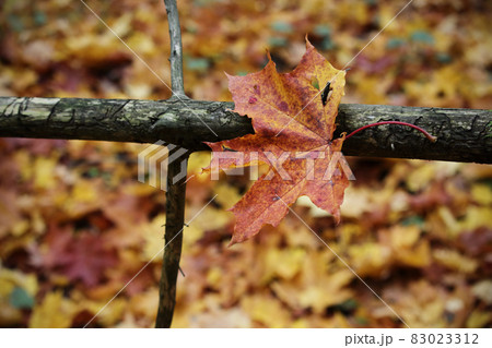 Autumn leaf stuck on dry fallen tree branch Autumn leaf stuck on dry fallen tree branch 83023312