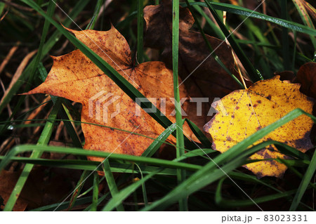 Maple and aspen yeallow leaves in green grass Maple and aspen yeallow leaves in green grass 83023331