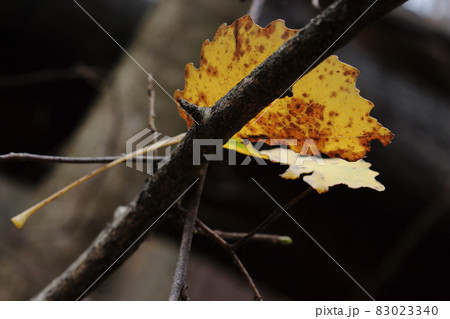 Yellow aspen leaf stuck on empty branch 83023340