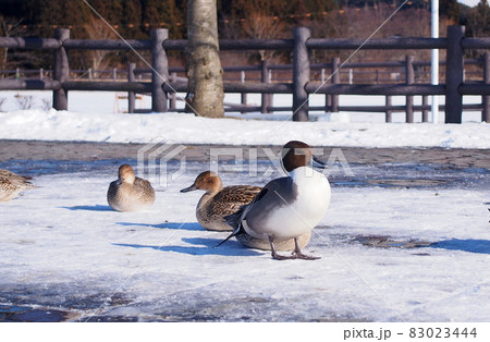 オナガガモ（青森県） 83023444