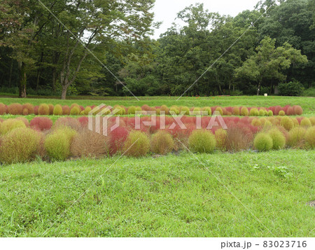 赤く色づいた公園のコキア 83023716
