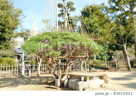 池上梅園の多行松(タギョウショウ) 池上梅園の多行松(タギョウショウ) 83023931