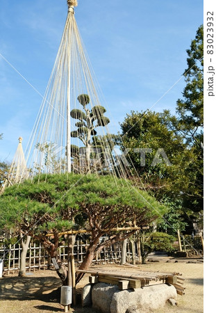 池上梅園の多行松(タギョウショウ) 池上梅園の多行松(タギョウショウ) 83023932