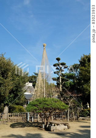 池上梅園の多行松（タギョウショウ） 83023933