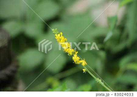 秋に小さい黄色の花をつけるキンミズヒキ 秋に小さい黄色の花をつけるキンミズヒキ 83024033