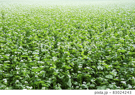 茨木県北常陸太田市の常陸秋そばの花畑 茨木県北常陸太田市の常陸秋そばの花畑 83024243