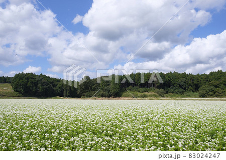 茨木県北常陸太田市の常陸秋そばの花畑 83024247