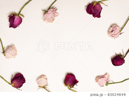 tenderness image of dry, pink and red roses on white background. tenderness image of dry, pink and red roses on white background. 83024649