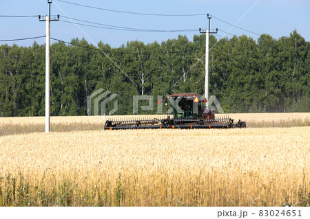 Harvester harvesting wheat field at sunny day Harvester harvesting wheat field at sunny day 83024651