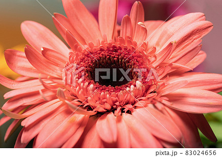 Large pink gerbera flower in garden. Pleasant surprise. 83024656
