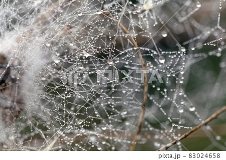 Abstract background of spider web and tree branches with water drops Abstract background of spider web and tree branches with water drops 83024658