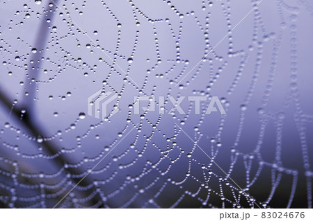 Cobwebs with raindrops, natural mystical pattern in blue midnight light background. Cobwebs with raindrops, natural mystical pattern in blue midnight light background. 83024676
