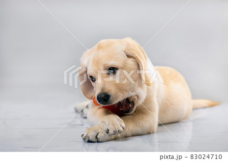 Little dog Labrador puppy playing with his toys on grey background 83024710