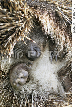 Close-up view of hedgehog ball defending himself. Close-up view of hedgehog ball defending himself. 83024787