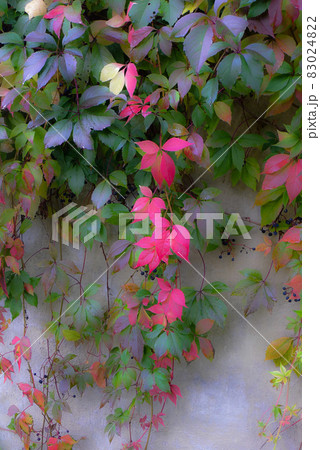 北の国の麓郷から秋の便り 83024822