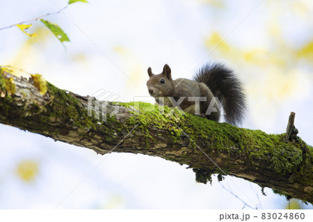 エゾリス エゾリス 83024860