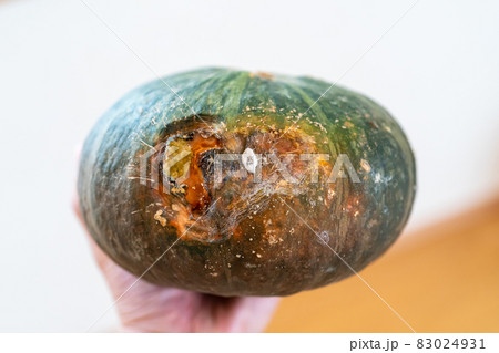 カボチャのカビ 83024931