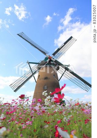 佐倉ふるさと広場　風車とコスモス 83025007