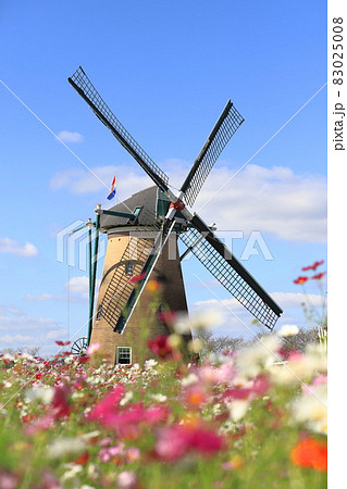 佐倉ふるさと広場　風車とコスモス 83025008