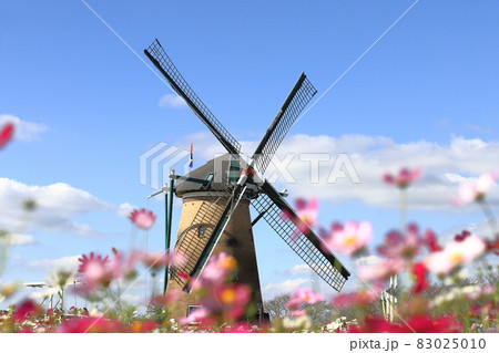 佐倉ふるさと広場　風車とコスモス 83025010