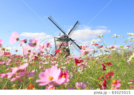 佐倉ふるさと広場　風車とコスモス 83025015
