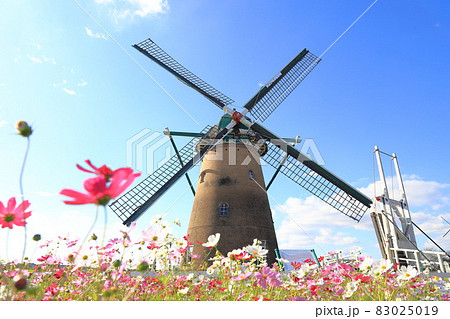佐倉ふるさと広場　風車とコスモス 83025019