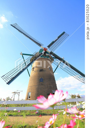 佐倉ふるさと広場　風車とコスモス 83025020