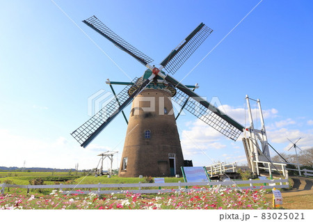佐倉ふるさと広場　風車とコスモス 83025021