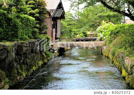 中山道醒ヶ井の宿 地蔵川の梅花藻 滋賀県米原市醒ヶ井 の写真素材