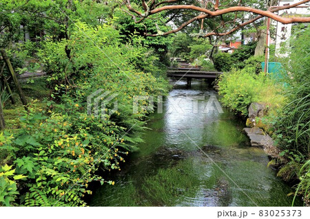 中山道醒ヶ井の宿:地蔵川の梅花藻・21(滋賀県米原市醒ヶ井) 中山道醒ヶ井の宿:地蔵川の梅花藻・21(滋賀県米原市醒ヶ井) 83025373