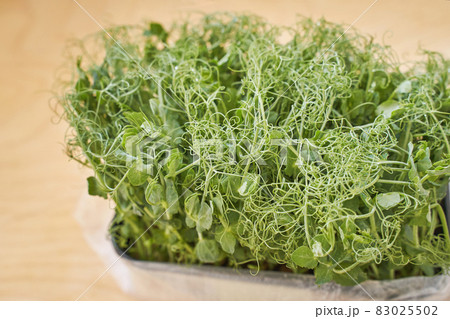 Microgreen peas. Green bushes sprout. Ecology healthy food. Microgreen peas. Green bushes sprout. Ecology healthy food. 83025502