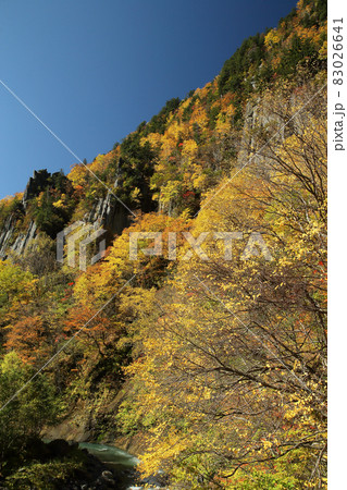 天人峡の紅葉 83026641