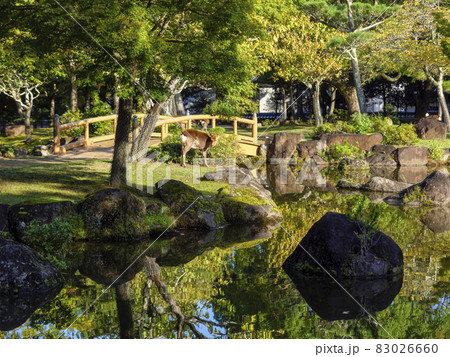 【奈良公園】春日野園地の三社池と鹿 【奈良公園】春日野園地の三社池と鹿 83026660