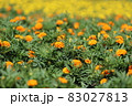 黄色い花(接写) 83027813