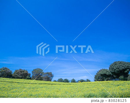 レモンブライト畑 レモンブライト畑 83028125