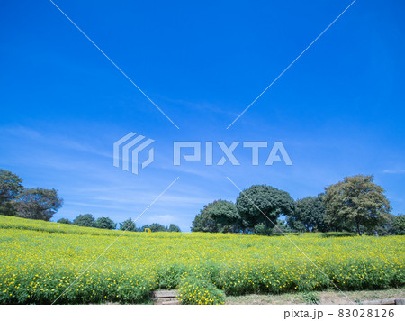 レモンブライト畑 83028126