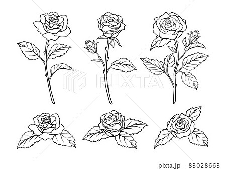 薔薇の花のリアルなベクテーイラスト素材 線画のイラスト素材