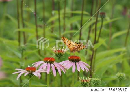 ツマグロヒョウモンとエキナセアの花 83029317