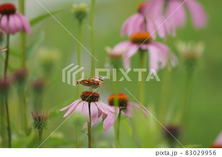 ツマグロヒョウモンとエキナセアの花 ツマグロヒョウモンとエキナセアの花 83029956