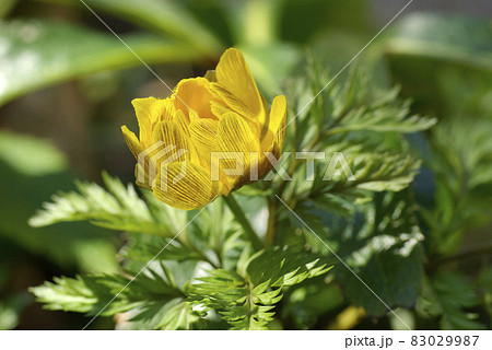 早春の福寿草（フクジュソウ）の黄色い（金色）花が縁起が良い 83029987