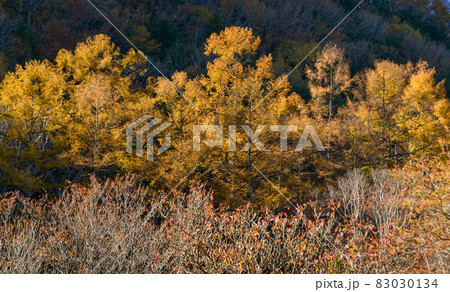 Autumn leaves at sunny day 83030134